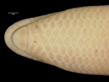 Media type: image;   Herpetology R-126805 Aspect: head ventral